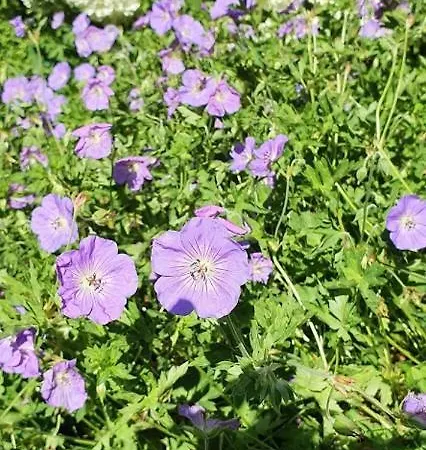 Apartamento Maximilian